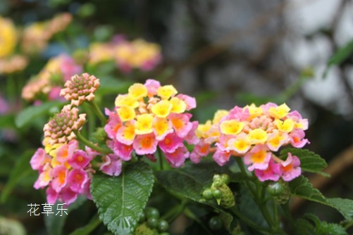 五色梅有毒吗?五色梅可以家养吗?五色梅,让我对你又爱又怕