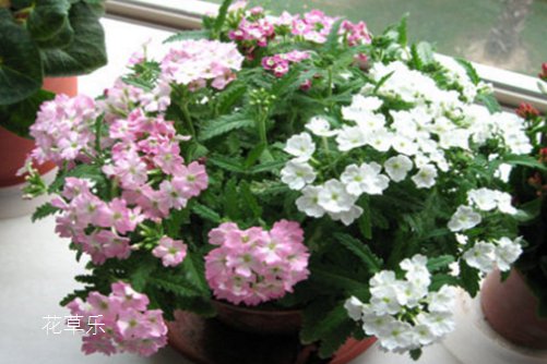 五色梅有毒吗?五色梅可以家养吗?五色梅,让我对你又爱又怕