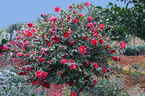 茶梅叶子掉落怎么办?叶似茶,花如梅,料峭冬寒迎雪绽