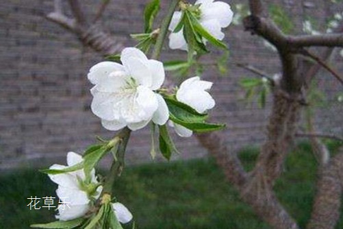 荼蘼花花语与传说是什么?表达“末日之美”的凄美爱情