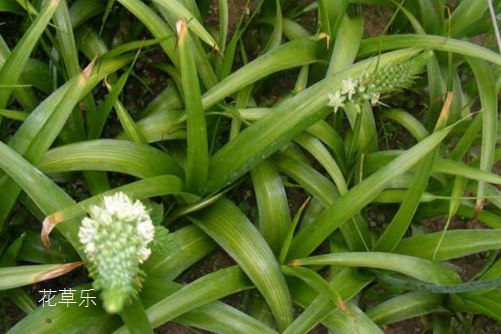 虎眼万年青怎么吃 ?这样做,发挥它最大的功效!