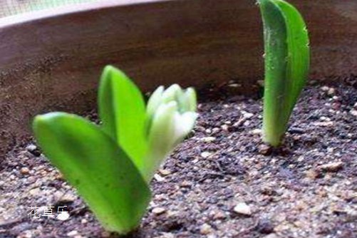 虎眼万年青怎么吃 ?这样做,发挥它最大的功效!