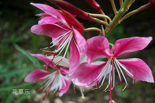 千鸟花的养殖方法和注意事项,不是所有紫色花都叫薰衣草,还有它千鸟花!