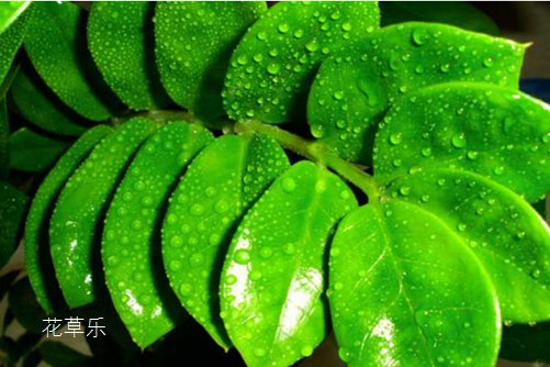 金钱树的风水作用?放在这些地方生财挡灾,好运滚滚来!