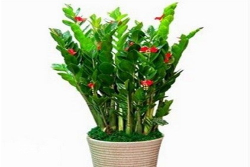 金钱树开花吗?能开花,厉害了我的金钱树!