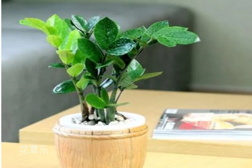 金钱树可以放在卧室吗?最好不,原因我来告诉你