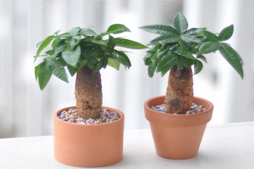 发财树常见病虫害的防治小妙招,你还不赶紧收藏了!