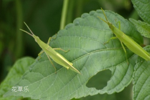 非洲茉莉遇虫害该怎么办,看看这些你就知道了