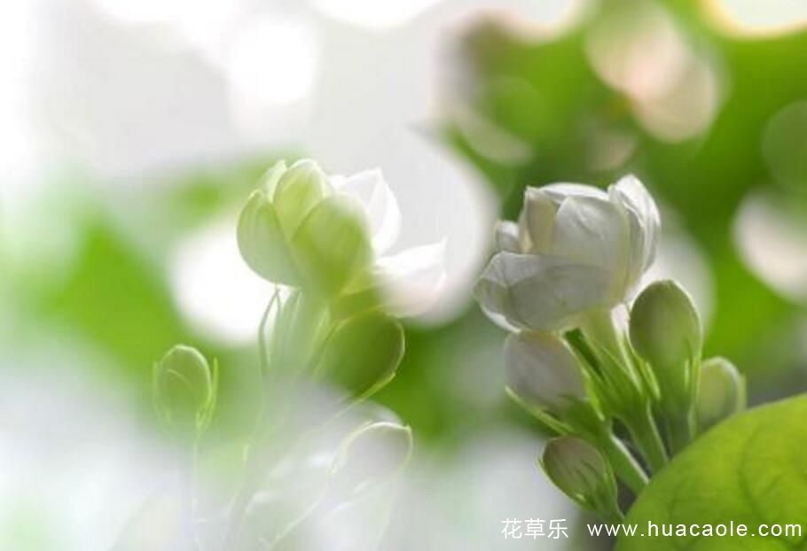 茉莉花的叶子发黄发黑了,该怎么处理