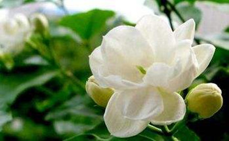 淡雅的茉莉花 茉莉花的叶子发黄发黑了,该怎么处理
