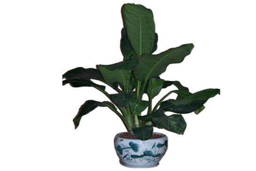 我本霸王我怕谁!绿霸王烂叶怎么办?