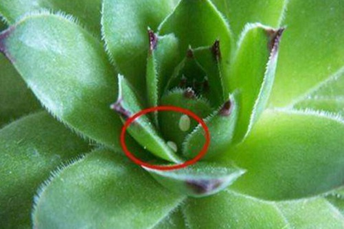多肉长白色虫子怎么办?这6种方法,3天就能一扫而光!