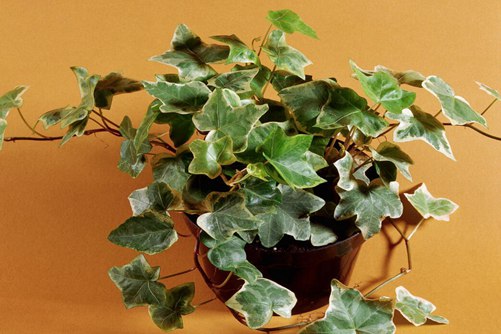 常春藤图片,常春藤图片高清大图