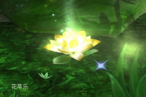 遇见最美本草,黄金莲(萍蓬草)的养殖方法和注意事项