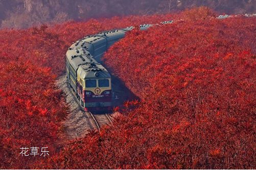 “霸王”火炬树对人有危害吗?皮肤敏感者一定要远离火炬树