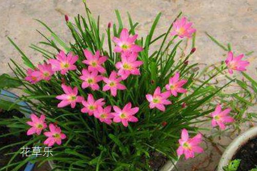 韭莲是会预测下雨的花你知道吗?韭莲的养殖方法介绍