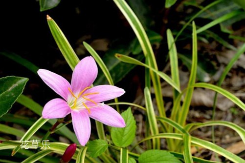 韭莲是会预测下雨的花你知道吗?韭莲的养殖方法介绍