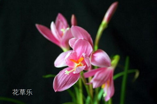 韭莲是会预测下雨的花你知道吗?韭莲的养殖方法介绍