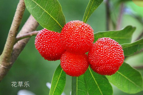 又到一年吃杨梅季,你知道杨梅怎么洗最干净吗