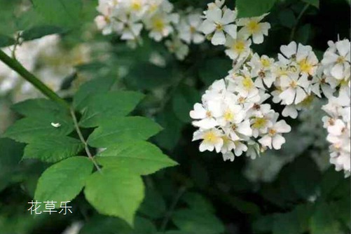 荼蘼花开-末日之美,荼蘼花图片大全!