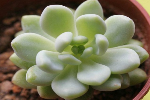 凝脂莲怎么养殖好?自带香气的肉,养1盆,家里天天香甜清新!