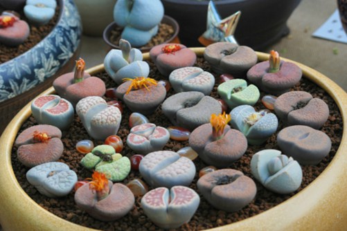 生石花怎么养?手把手教你如何把生石花养得像“屁股”!