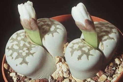 生石花怎么养?手把手教你如何把生石花养得像“屁股”!