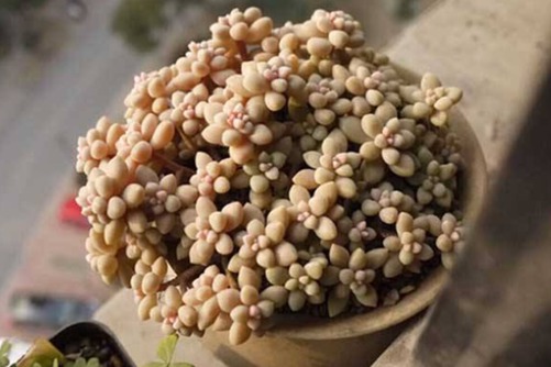 姬秋丽怎么养才能爆盆?别看我小巧,我也能“爆”到你笑!