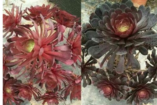 红铜壶和黑铜壶法师区别，法师控必备的两个品种和辨别方法