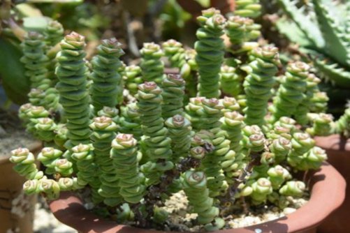 钱串怎么爆盆?通过“砍头”,你的钱串就成聚宝盆了!