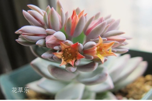 你见过霜之朝开花吗?据说见过霜之朝开花的人都很幸福!