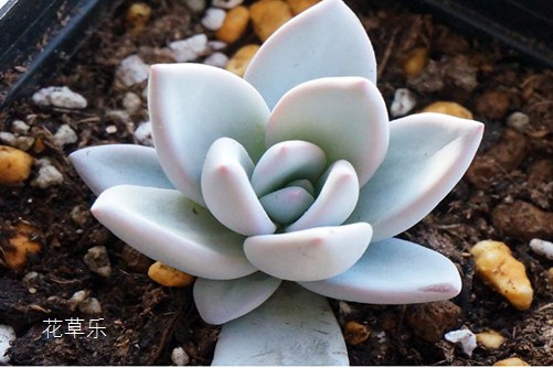 你见过霜之朝开花吗?据说见过霜之朝开花的人都很幸福!