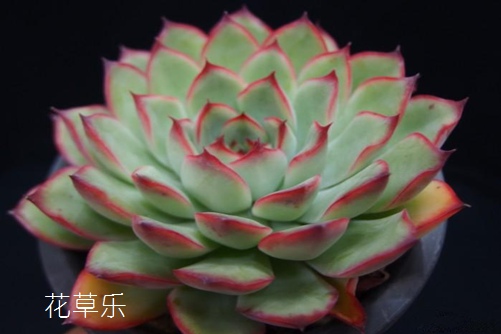 花月夜养殖方法!学会这些让你的多肉花月夜比石莲花更漂亮!