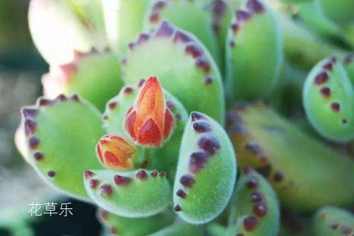 熊掌花怎么养才能有红爪子,把握光照和浇水是关键