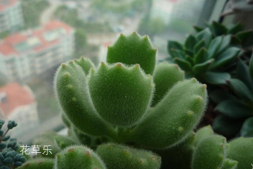 熊掌花怎么养才能有红爪子,把握光照和浇水是关键