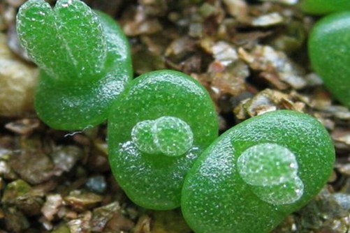 碧光环怎么种,怎样将多肉碧光环养成小兔兔