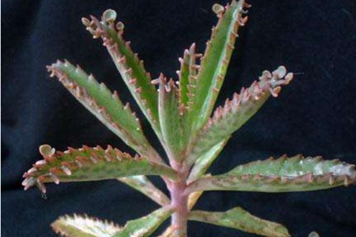 落地生根水肥管理技巧,多肉界的一朵奇葩