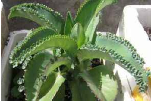 落地生根水肥管理技巧,多肉界的一朵奇葩