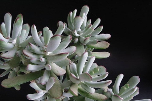 福娘多肉品种大全,你最喜欢哪一种?