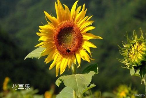 第21届世界杯举办国俄罗斯的国花是什么？