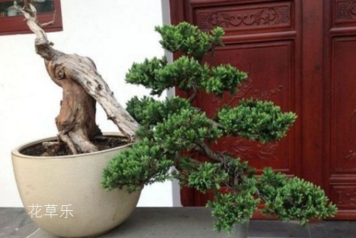 龙柏怎么养?龙柏盆景养护管理