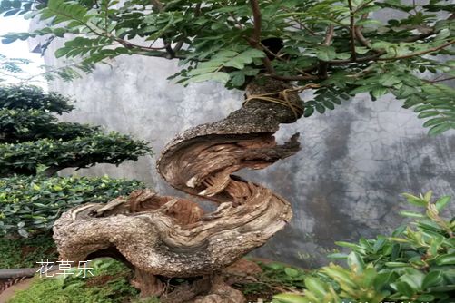 清香木怎么养?才能香气四溢连蚊子都不敢飞进院子里