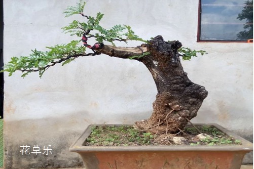 清香木怎么养?才能香气四溢连蚊子都不敢飞进院子里