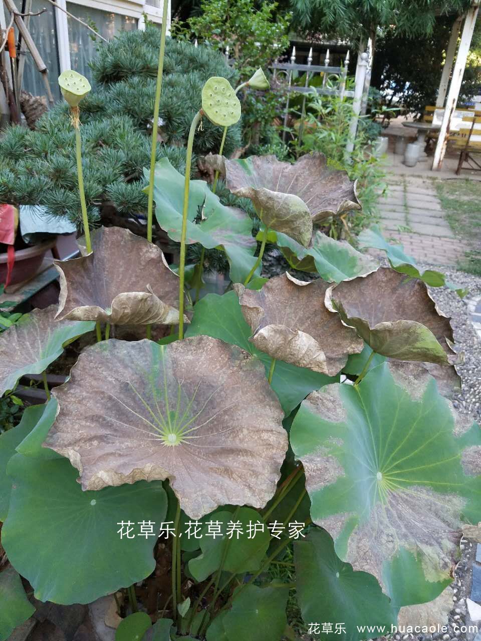 夏日保你盆景不死,5个养护要点和禁忌小妙招